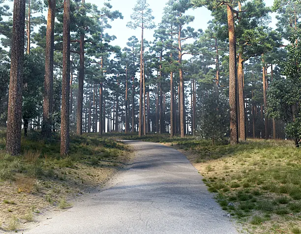 Forest