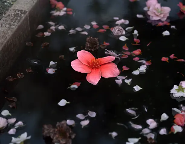 Flowers on а water