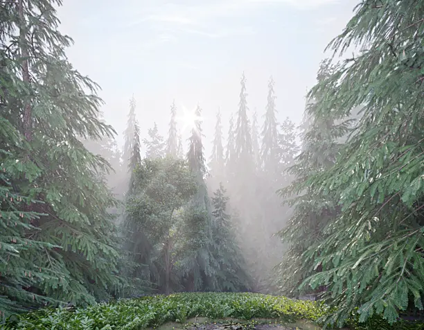 Forest