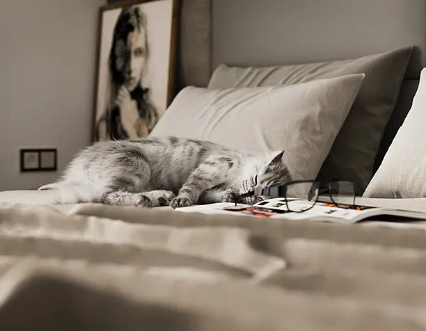 Comfortable Apartment