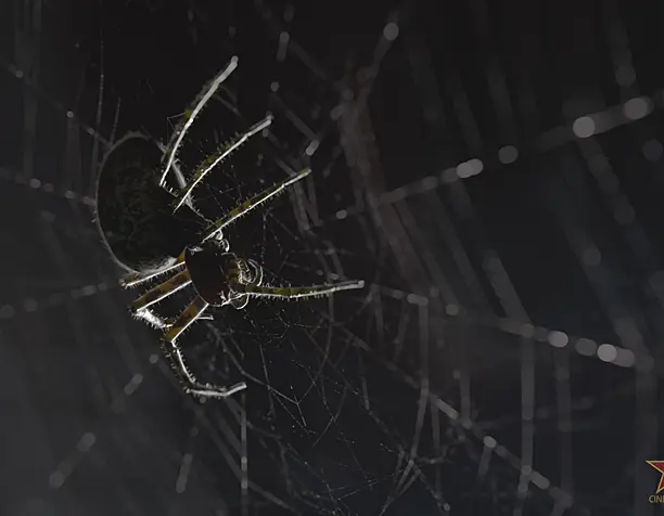 The Spider