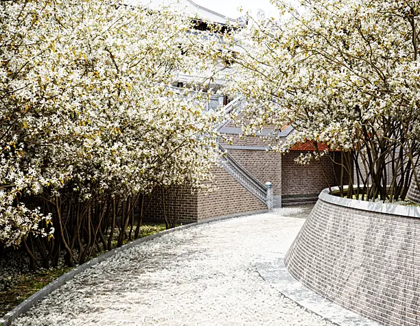Japanese cherry blossom season