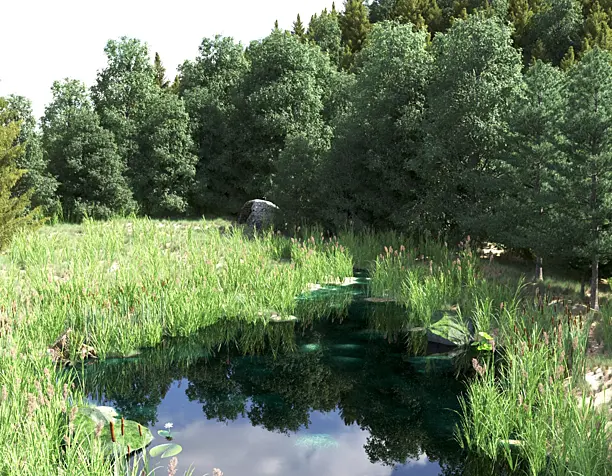 Лесная поляна