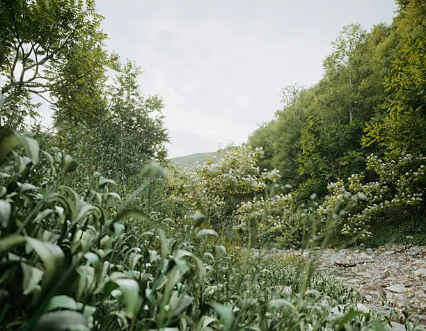 Georgia