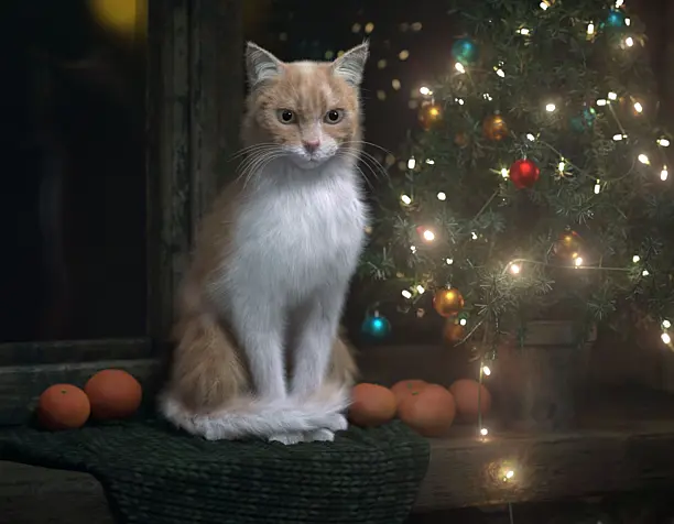 Кот. Новогодний кот