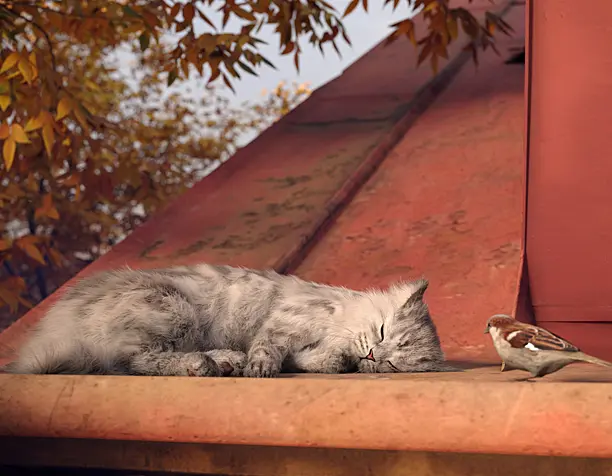 Кот и воробей