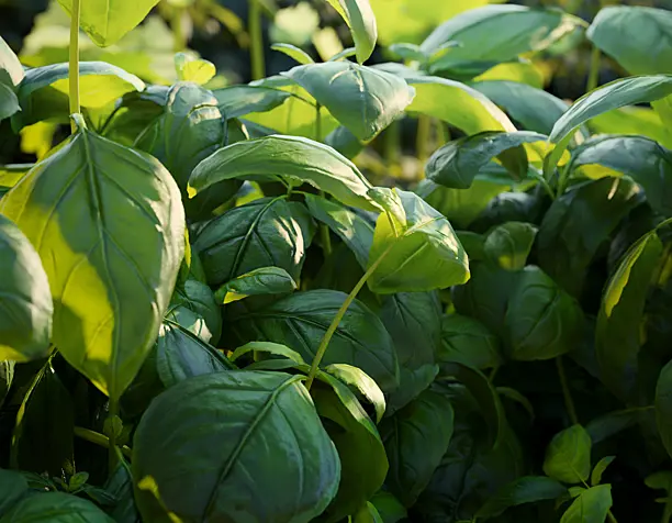 Hikari. Aromatic garden. Exterior