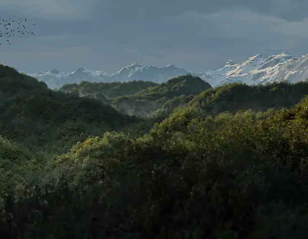 Forest