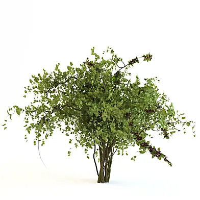 Bush with berries