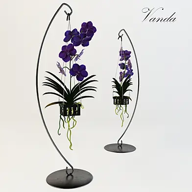 Орхидея Vanda