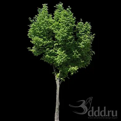 TEXTURE - Alpha masked tree