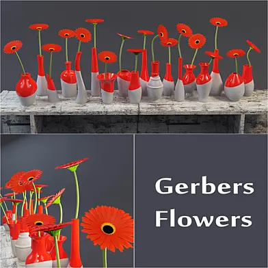 Gerbers Flowers