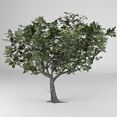Ficus Carica