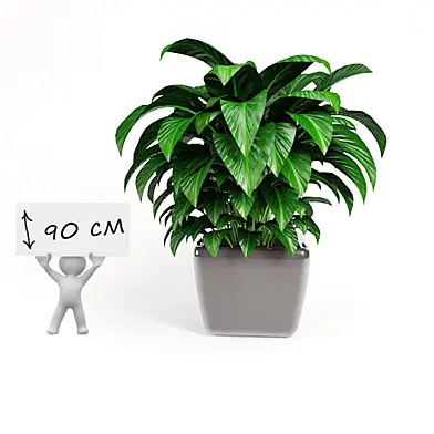 plant