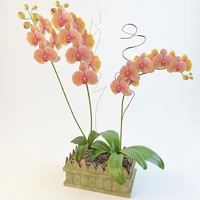 Orchid04