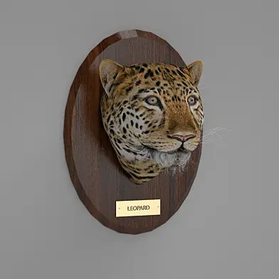 African Leopard