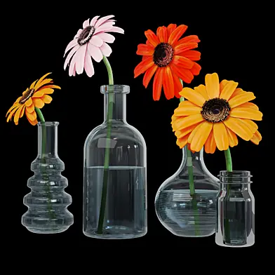 Gerbera