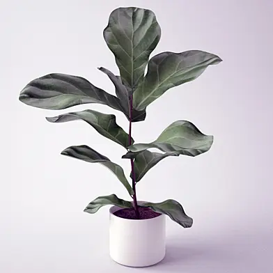 Ficus / Seedling of Ficus