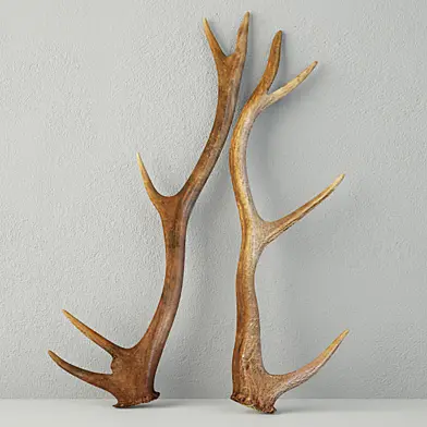 Natural Shed Deer Antlers