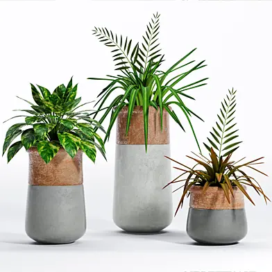 Plant -7