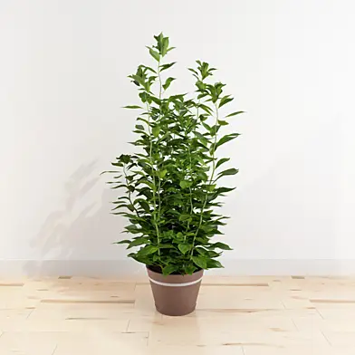 Plants №4