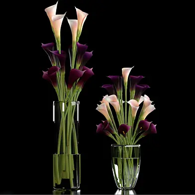 CALLA LILLY PURPLE