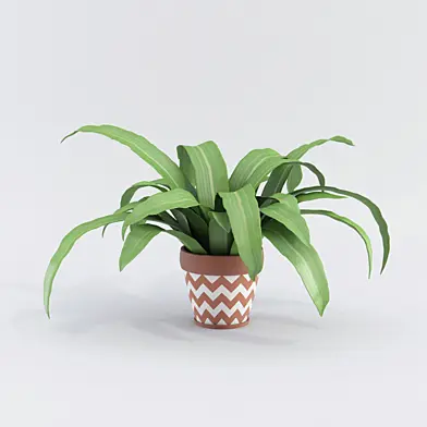 Plants №6