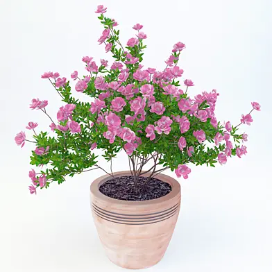 potted plant Azalea_002