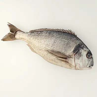 Raw Sea Bream Fish