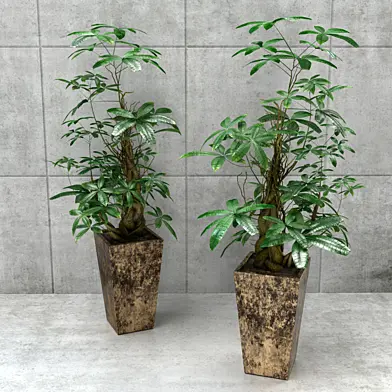 Stylized Money Tree Plant