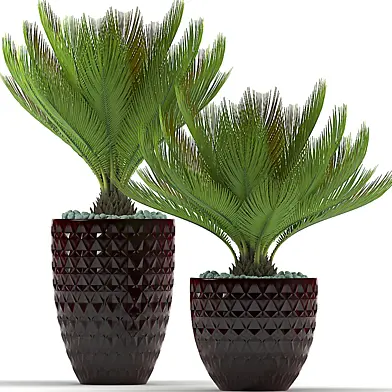PLANTS 39