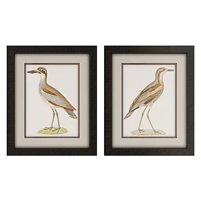 Framed Seabird Wall Art Collection