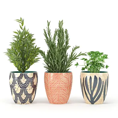 Kitchen_Plant