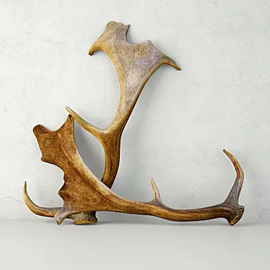 Naturally Shed Fallow Deer Antlers