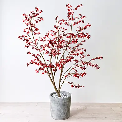 Краснолистный Клен (Maple tree)