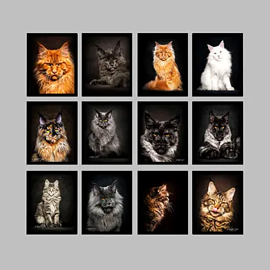 CAT_66