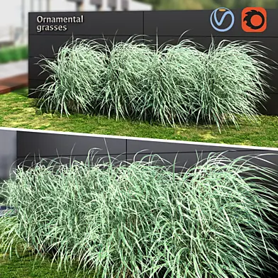 Ornamental grass striped