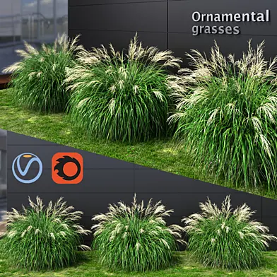 Ornamental grass Miscanthus medium