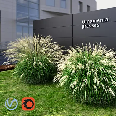 Ornamental grass Miscanthus large