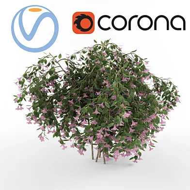 Вейгела ( Weigela)