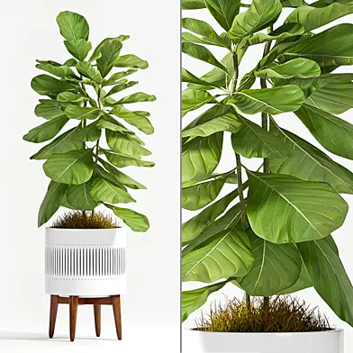 Ficus Lyrata (Plant 56)
