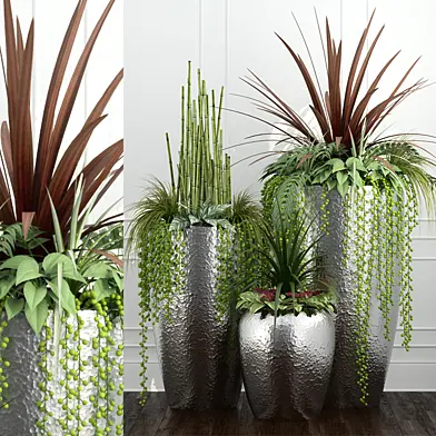 Room plants 12