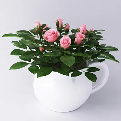 Miniature roses