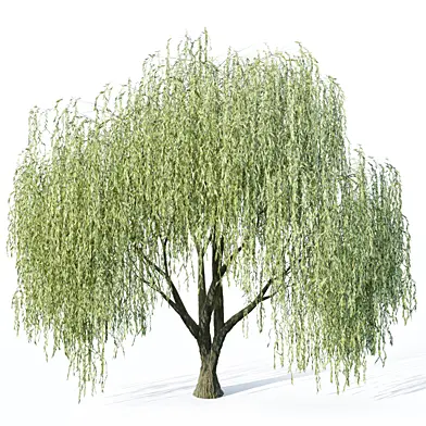 Willow tree