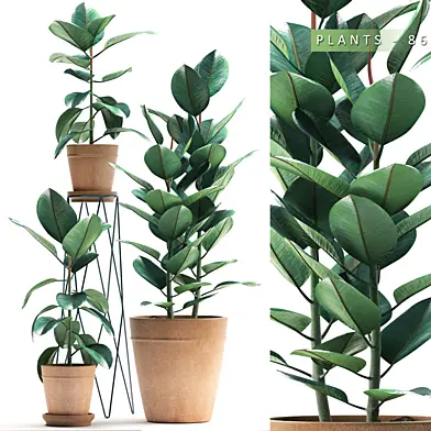 PLANTS 86