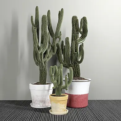 Set of Three Cactuses Carnegiea