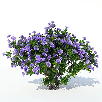Azalea 003