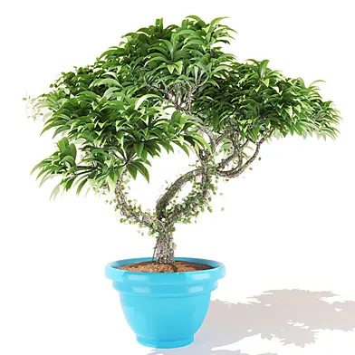 Frangipani_IVY
