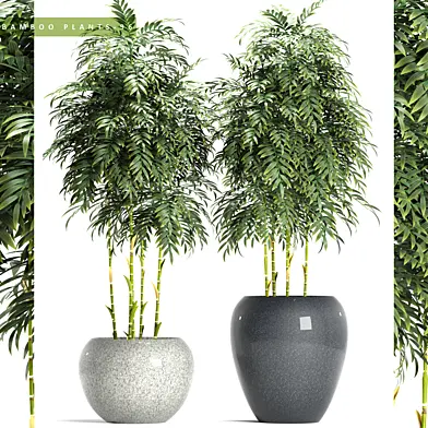 BAMBOO PLANTS 96