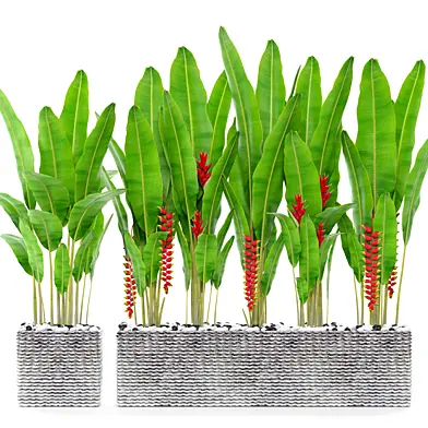 Heliconia 3, Геликония, Стрелиция, кусты, цветок, горшок, уличный вазон, растения